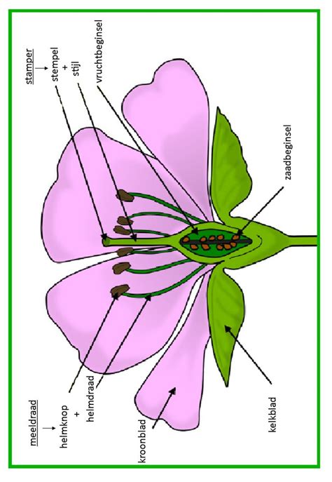 delen van een bloem vertaald parts   flower parts   plant flower science