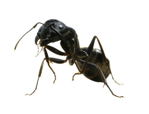 garden black ant