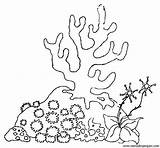 Algas Esponja Corales Arrecifes Esponjas Marinas Marinhas Pintar Seabed Reef Childrencoloring Peyote Colorier Tudodesenhos Coralinos Imagenesdepaisajes sketch template