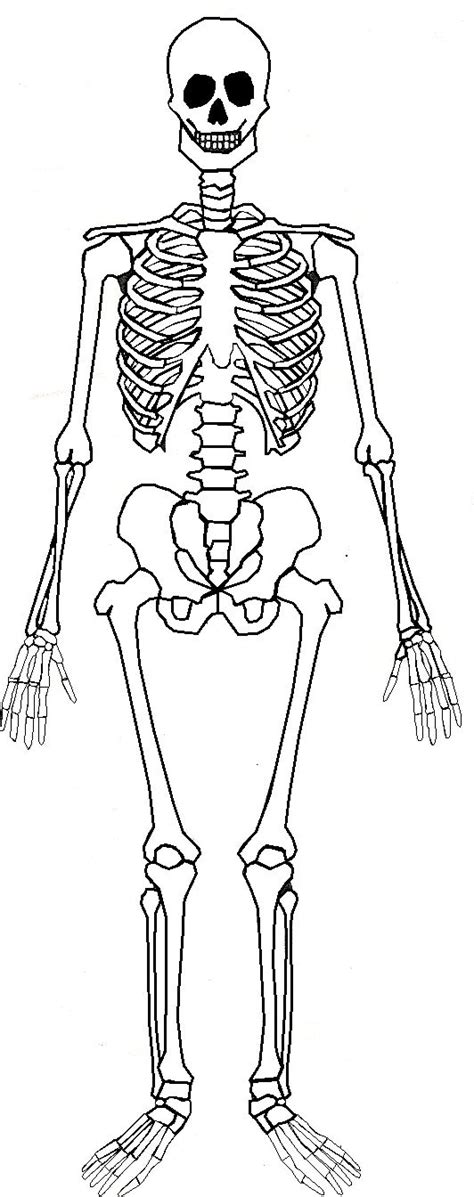 human bones drawing  getdrawings