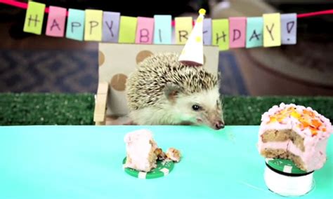 This Youtube Video Of A Tiny Hedgehog Having A Birthday Party Is The