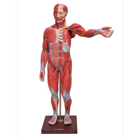 modelos anatomicos