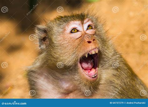 angry monkey stock image image   monkey wool