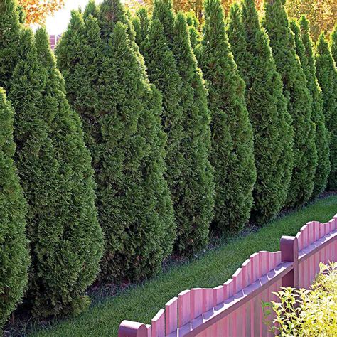 evergreen trees  privacy  year  greenery