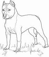 Terrier Coloring Pages Staffordshire Boston American Printable Dog Lab Supercoloring Bull Print Drawing Yellow Drawings Pitbull Terriers Categories Color Getcolorings sketch template