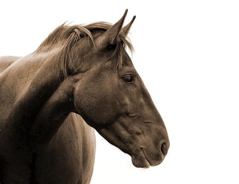 horse head study photograph  heather swan