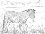 Zebra Kolorowanka Kolorowanki Supercoloring Druku Ausmalbild Zebras Burchell Burchells Passeando Mamydzieci Ausmalen Giraffe Biało Czarne Plains Dzieci sketch template