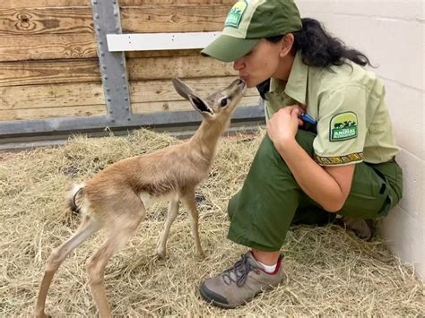 baby springbok joins  herd  disneys animal kingdom wdw news today