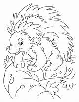 Porcupine Coloring Pages Kids Color Printable Cute Colouring Getcolorings Popular Choose Board sketch template
