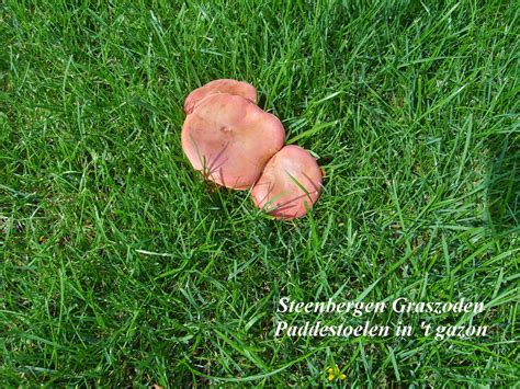 de grasdokter paddenstoelen  het gazon