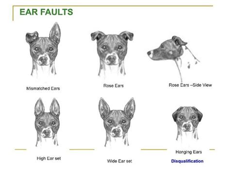 dog put  ears    sees