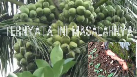 merawat pohon kelapa  berbuah lebat youtube