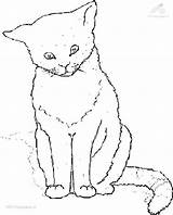 Coloring Cat Animals Coloringpage Rating sketch template