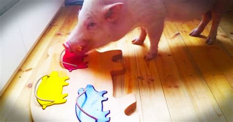 pigs arent smart     gracious   handle  amazing cuteness