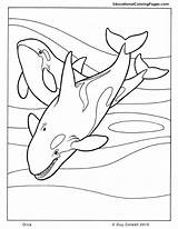 Orca Mammals Animal Animales Killer Páginas Archivadores Hojas Siluetas Coloringhome sketch template