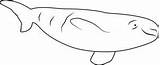 Beluga Whale sketch template