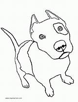Coloring Pages Pitbull Bull Pit Printable Popular sketch template