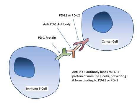 A Brief Introduction To Pd 1 Antibodies And Immunotherapy Prosci