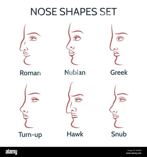 anatomy   human nose outlet prices save  jlcatjgobmx