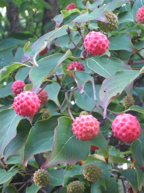 ripened kousa dogwood berries bostongardenscom