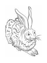 Coloring Durer Albrecht Hare Pages Young Supercoloring Hares sketch template