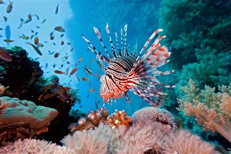 lionfish  destroying  coral reefs planting peace