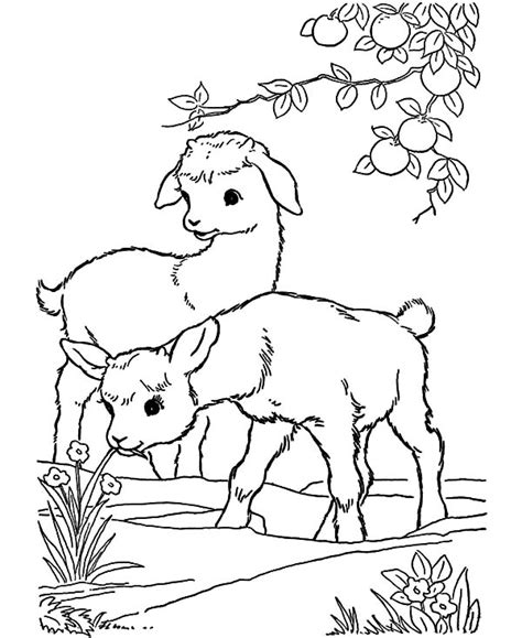 baby goat coloring pages