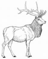 Elk Ciervo Bestcoloringpagesforkids Deer Simple Venado Moose Roosevelt Dentistmitcham sketch template
