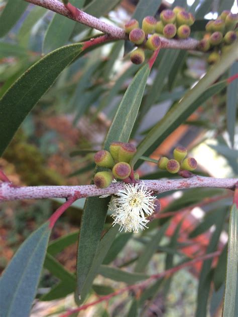 eucalyptus kybeanensis xera plants
