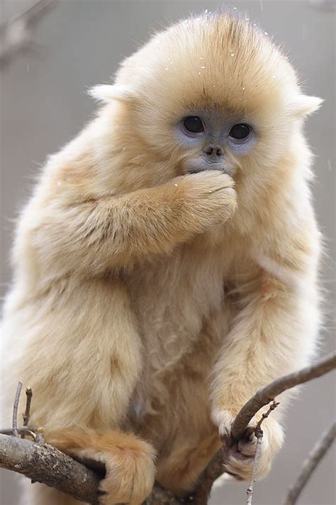 golden snub nosed monkey facts habitat diet life cycle baby pictures