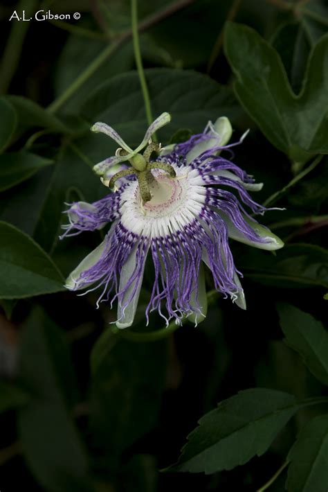 the buckeye botanist purple passionflower passiflora
