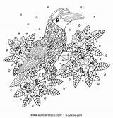 Hornbill Coloring Grey Designlooter Bird sketch template