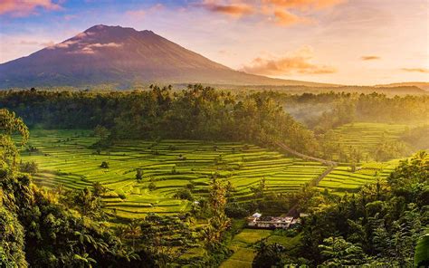 wallpapers bali rice fields sunset summer indonesia