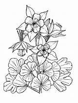 Columbine Coloring Pages Flowers Flower sketch template