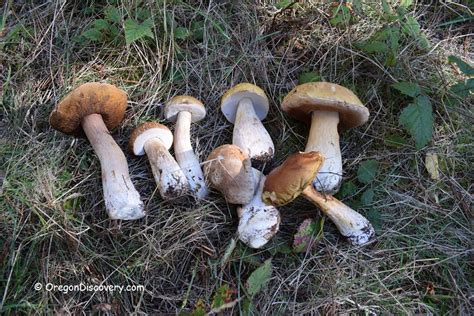 wild edible mushroom season oregon oregon discovery