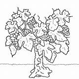 Vine Coloring Vigne Dessin Coloriage Cep Raisin Automne Fruits Pages Designlooter Vegetables Flower Printable 550px 39kb sketch template