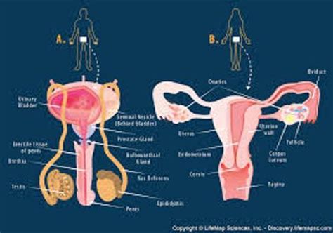 10 Interesting Reproductive System Facts My Interesting