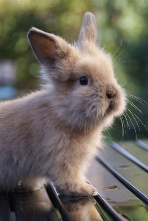 images  cute bunnies  pinterest funny bunnies cute