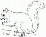 Squirrel Ardillas Pintar Esquilo Ardilla Comendo Tupai Imagenparacolorear Everfreecoloring Mewarna sketch template