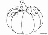 Pumpkin Coloring Pages Printable Leaves Squash Color Print Drawing Outline Vine Line Pumpkins Fall Patch Leaf Coloringpage Blank Christian Halloween sketch template