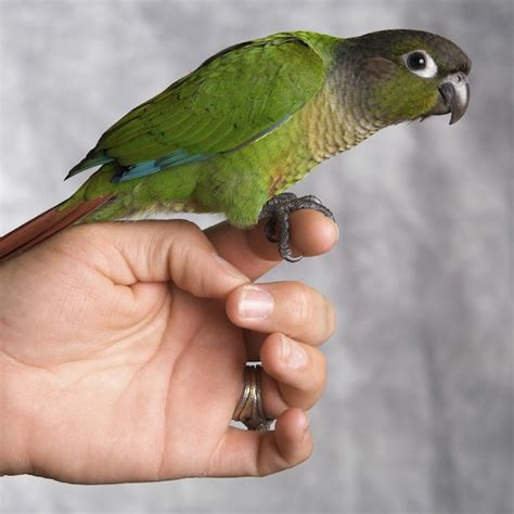 basic conure info sheet avian avenue parrot forum