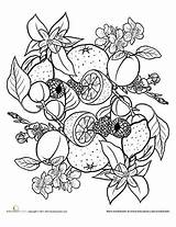 Mandala Fruit Coloring Pages Flower Choose Board Books sketch template
