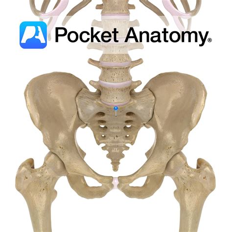 sacrum  pocket anatomy