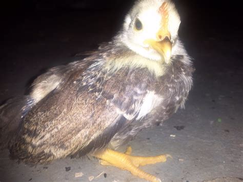 Serama Chicks For Sale Backyard Chickens Learn How To