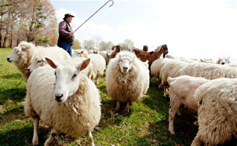 ovejas animaleshoy