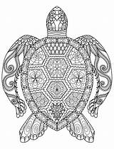 Coloring Pages Printable Adult Turtle Sea Adults Gorgeous sketch template