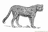 Cheetah Drawing Coloring Pages Leopard Printable Kids Malvorlage Tattoo Color Zum Ausmalbilder Ausdrucken Cheetahs Bild Adult Animals Choose Board sketch template