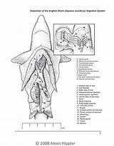 Shark Dogfish Dissection System Digestive Section Gill Sharks Anatomy Illustrations Arteries Ink Fish Illustration Pen Digital Inset Highlight Overviews Behance sketch template