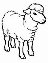 Coloring Lamb Healthy sketch template