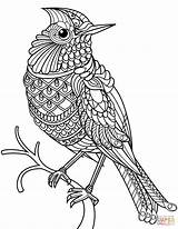Coloring Cardinal Pages Zentangle Printable Drawing Birds Northern Flowers Bird Cardinals Color Easy Line Adults Louisville Louis St Getcolorings Mockingbird sketch template
